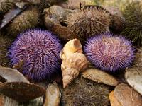 Schnecke und lila Seeigel